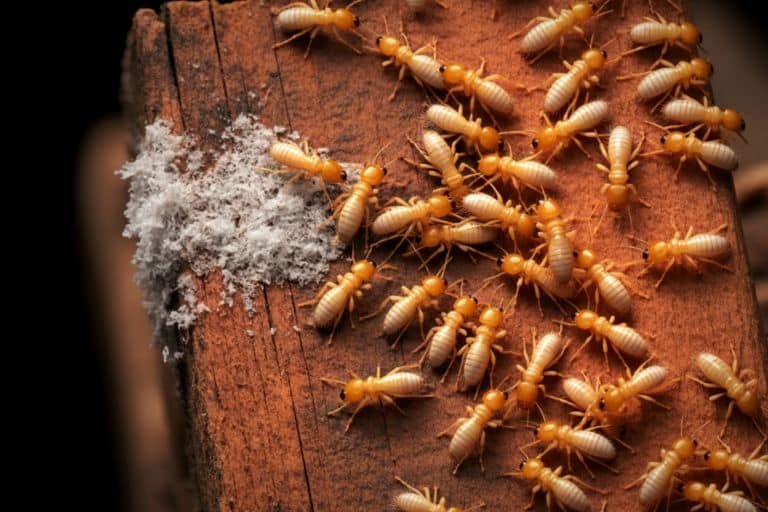 Termite Control