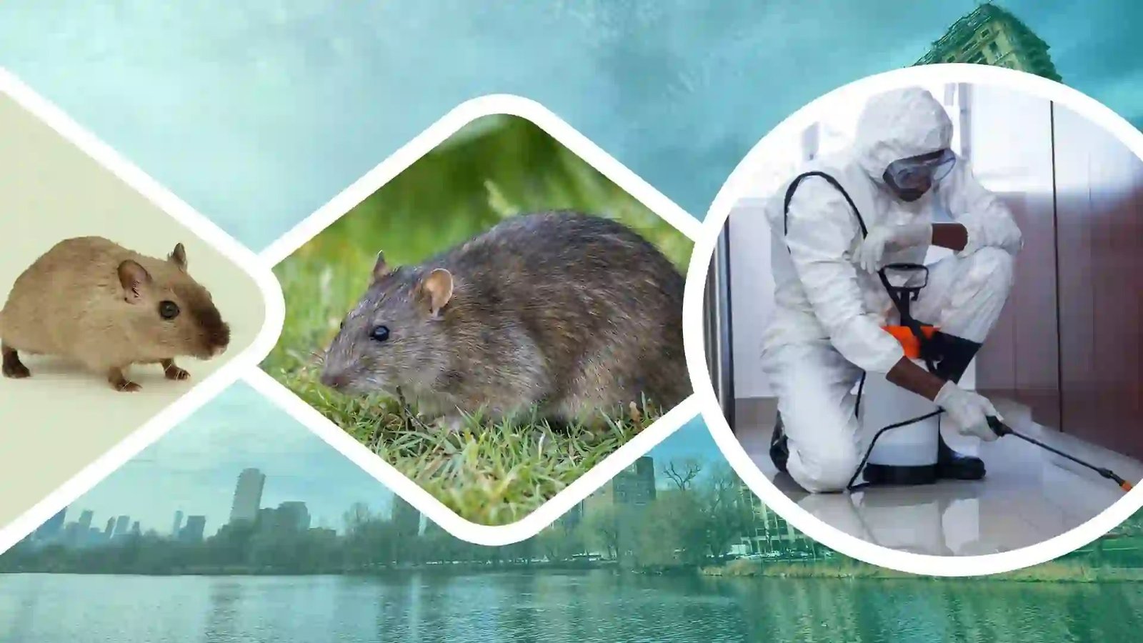 Rodent Control